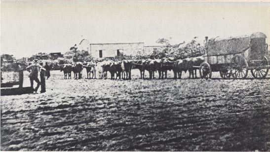 Photograph of ox-drawn wagon and oxen, with Railway Shed, Station behind. Where the man stands is on the present corner of Gardiner and West street, later location of the Natal Bank