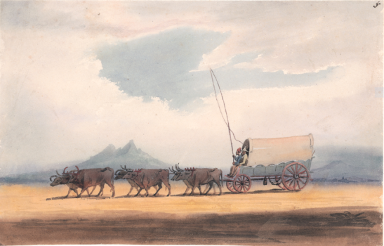 artist bell, ox wagon and malay driver