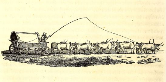 Burchell, cape wagon and oxen, from travels in th eint of sa