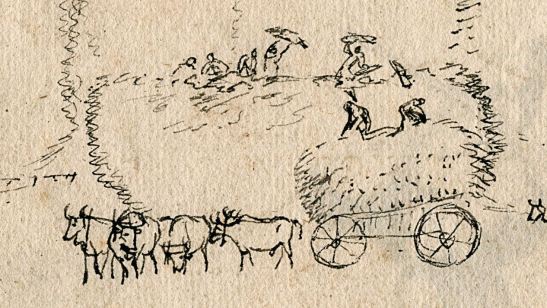 harvest-time-at-the-cape-c1700-oxen