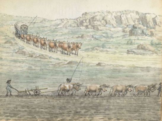 Jan Brandes, 1806 wagon, oxen