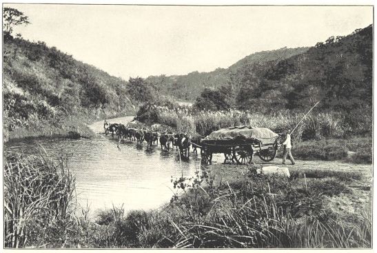 Ox-wagon crossing a drift
