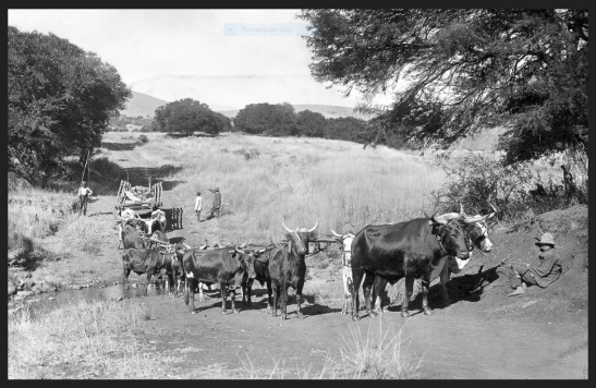 ox wagon crossing drift, vv