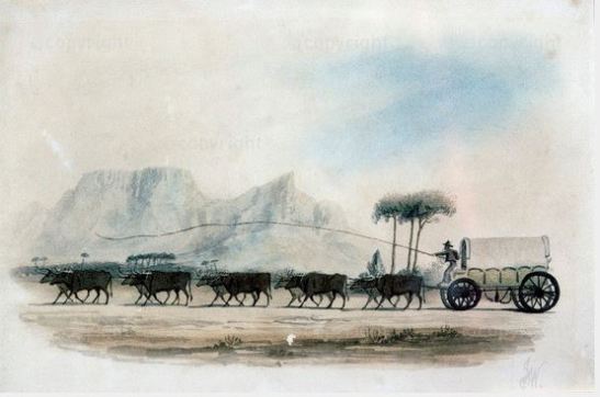 Ox-wagon crossing rondebosch, cape, wagon,