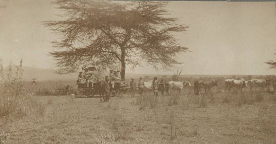 ox wagon, mozambique