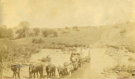 wagon-and-oxen-crossing-the-crocodile-river