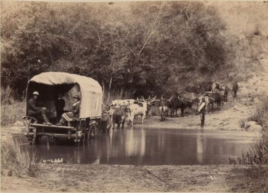 wagon, crossing the Umlaas, near Durban, Natal