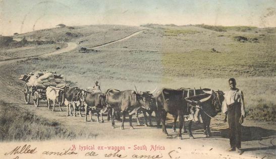 wagon, ox, SA