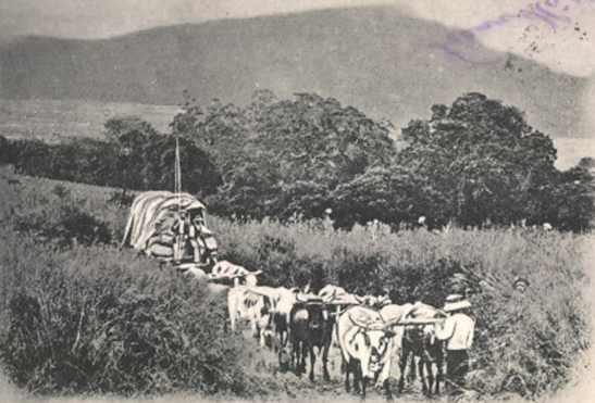 wagon, oxen vv