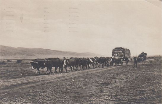 wagon, SA, transporting hay